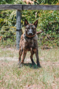 Akim Portrait-1 Protection canine Anubis canine