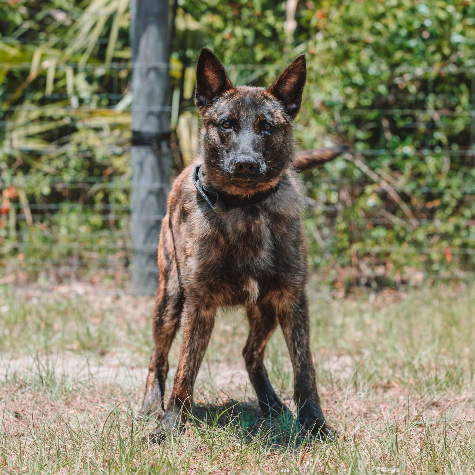 Protection canine Anubis canine