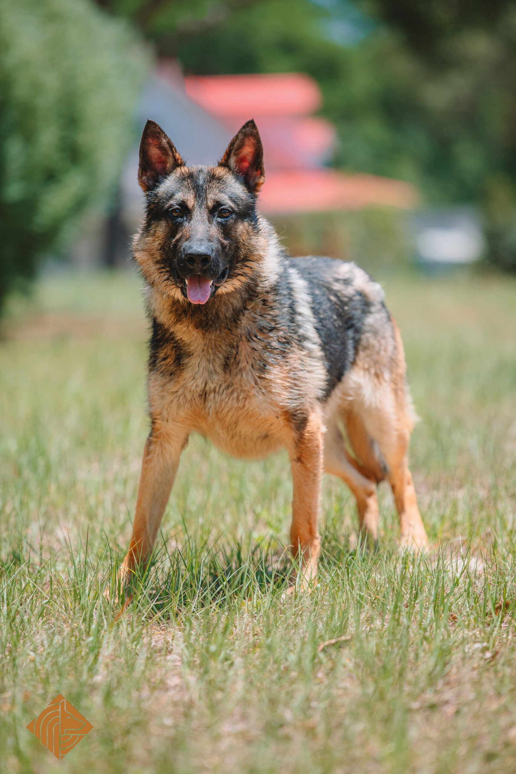 Protection canine Anubis canine