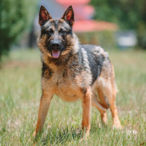 Miller portrait Protection canine Anubis canine